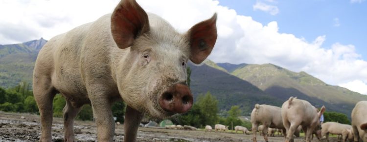 pig for organ donation, Image by Jai79 from Pixabay