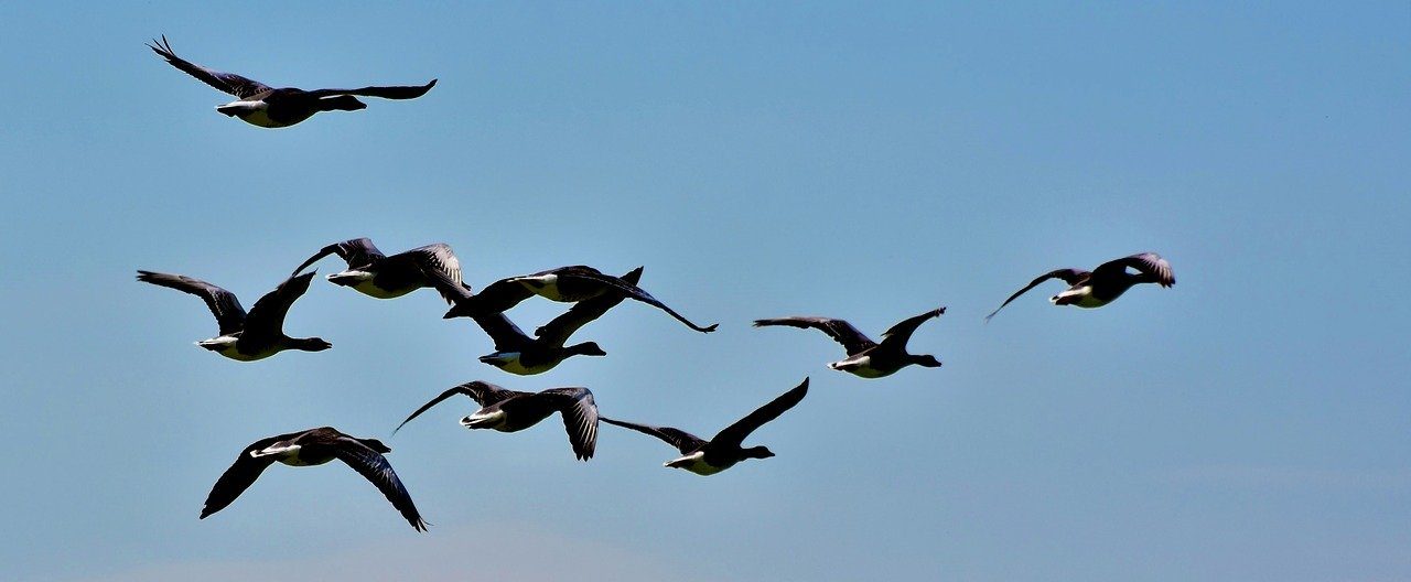 flock of wild geese flying in formation